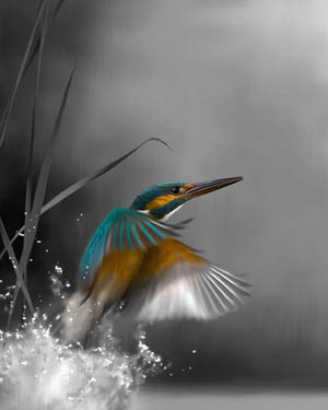 nhkingfisher